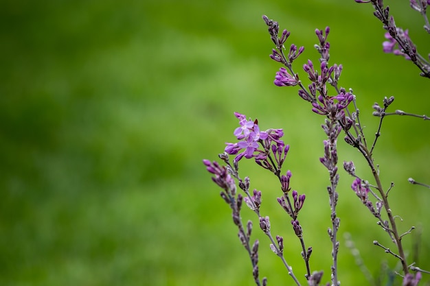 Free photo selective focus shot of small purple flowers on a grass-covered field