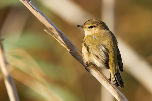 Free photo selective focus shot of a small willow warbler with a white belly on a branch