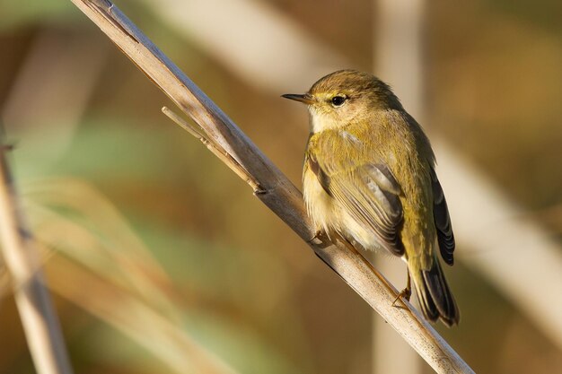 Selective focus shot of a small willow warbler with a white belly on a branch