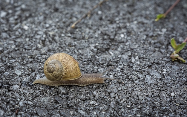 Free photo selective focus shot of a snail slowly crawling on the ground