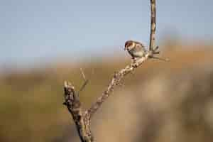 Free photo selective focus shot of a spanish sparrow on a branch