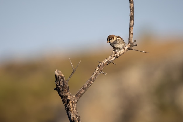 Free Photo selective focus shot of a spanish sparrow on a branch