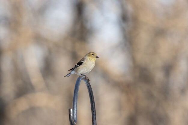 Selective focus shot of a sparrow sitting on a metal