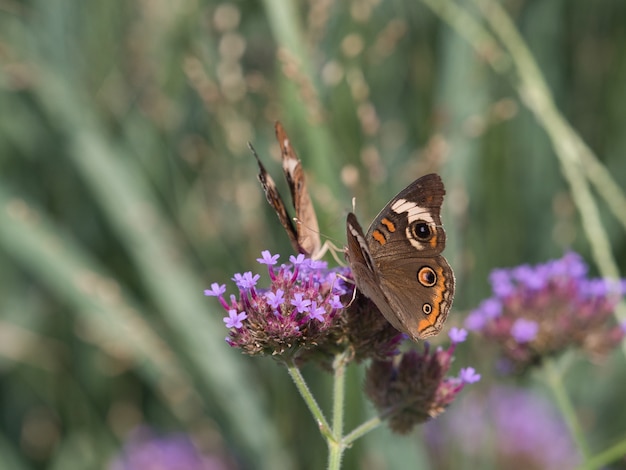 Selective focus shot of Speckled wood butterfly on a little flower