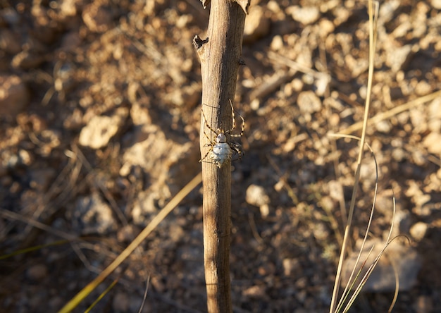 Free photo selective focus shot of a spider on a branch