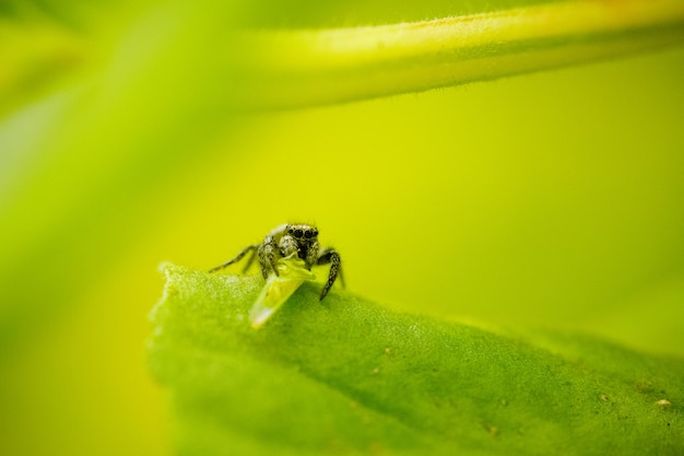 Selective focus shot of a spider jumping with its prey