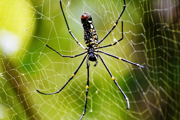 Free photo selective focus shot of the spider making a spiderweb in between tree branches