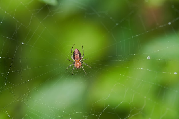 Free photo selective focus shot of a spider in a web  with a blurred background