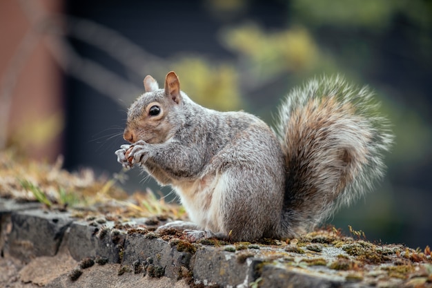 Selective focus shot of a squirrel in the yard