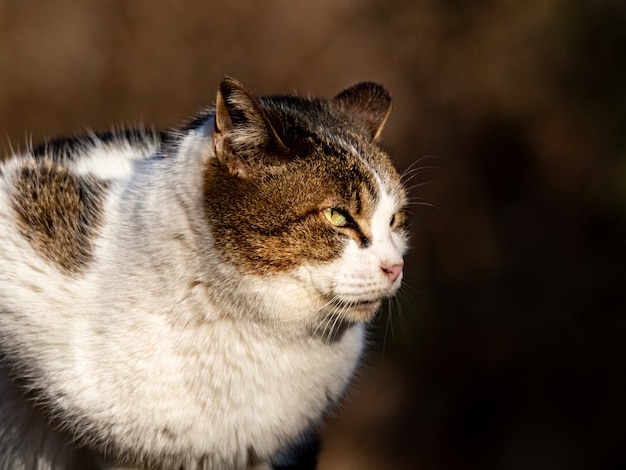 Free Photo selective focus shot of a stray cat in izumi forest in yamato, japan at daytime