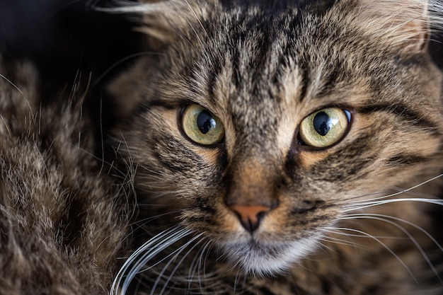 Selective focus shot of a striped domestic cat looking directly