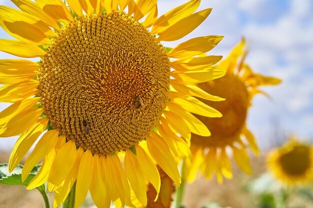 Selective focus shot of sunflowers in the field