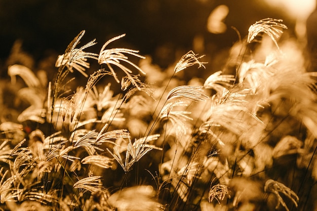 Free Photo selective focus shot of sweetgrass branches under the golden sunlight