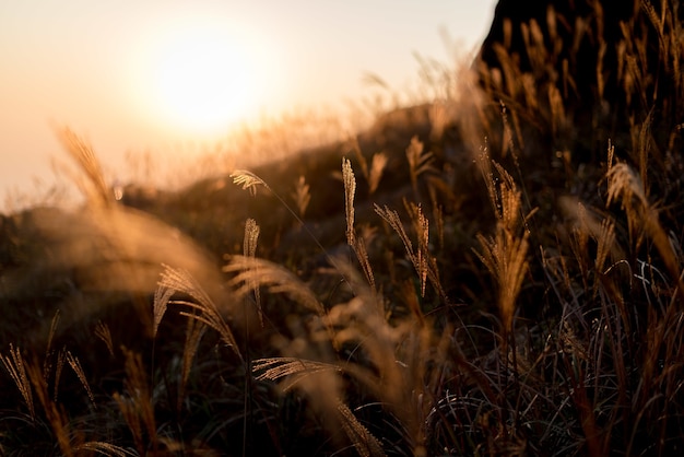 Free photo selective focus shot of the sweetgrass branches in the hills