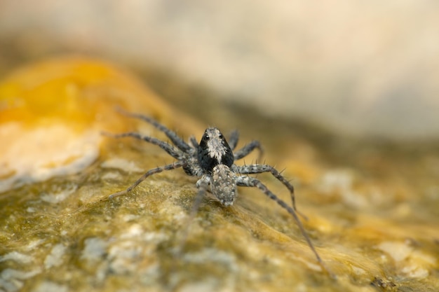 Free Photo selective focus shot of a thinlegged wolf spider on algae pardosa species