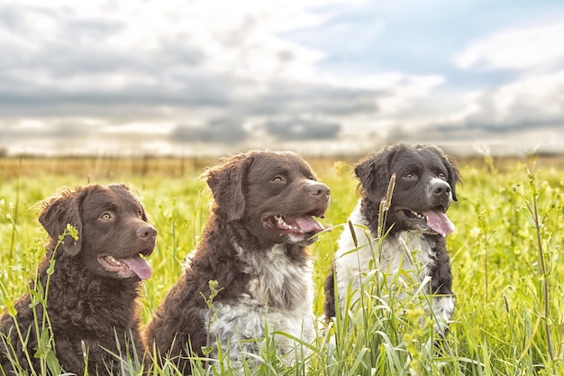 Free Photo selective focus shot of three adorable dogs