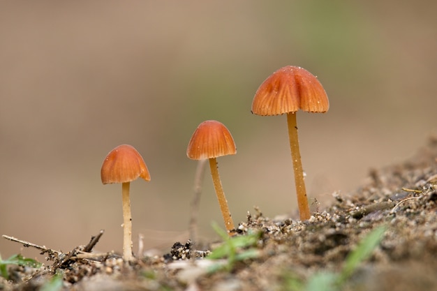 Free Photo selective focus shot of three beautiful mushrooms with a blurred