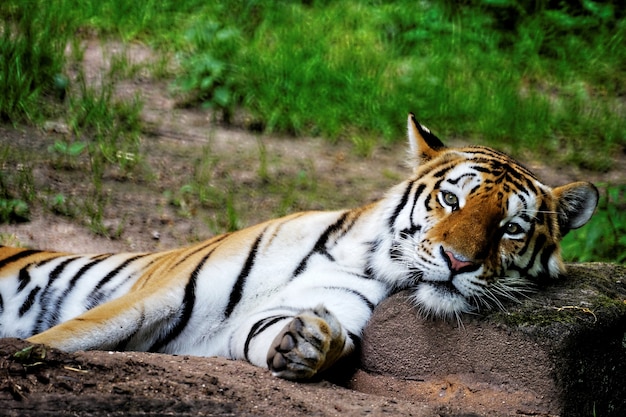 Selective focus shot of a tiger laying its head on a rock