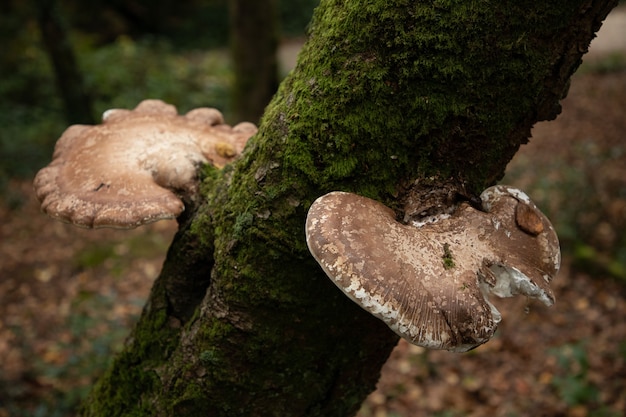 Free Photo selective focus shot of two birch polypore common white bracket mushrooms