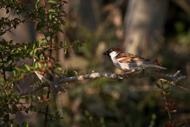 Selective focus shot of two birds on the branch of a tree in the forest