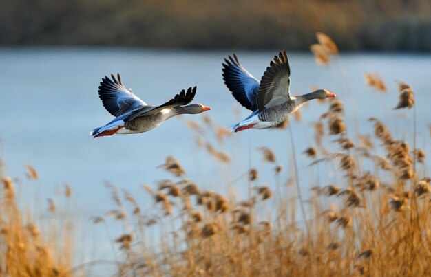 Selective focus shot of two flying ducks