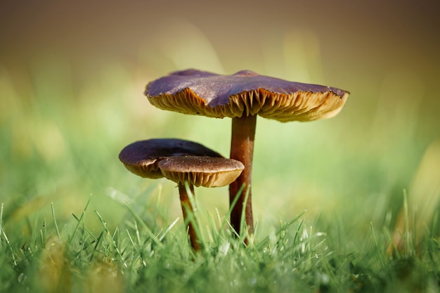 Selective focus shot of two mushrooms with green grass on the surface