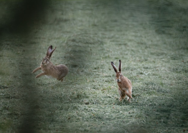 Free Photo selective focus shot of two rabbits playing on the grass field