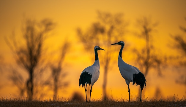 Free photo selective focus shot of two red-crowned cranes in a field at dawn in kushiro, hokkaido