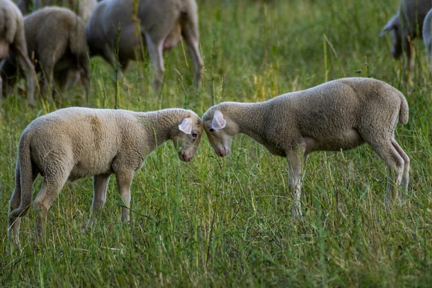 Selective focus shot of two white sheep cuddling with heads together