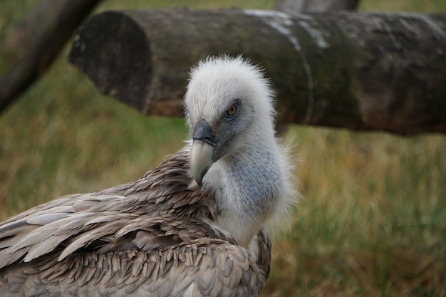 Free photo selective focus shot of a vulture in the field