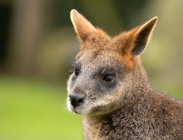 Free Photo selective focus shot of a wallaby