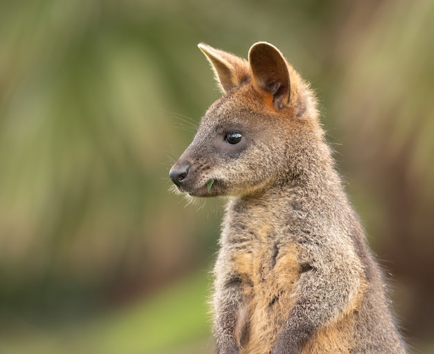 Free photo selective focus shot of a wallaby