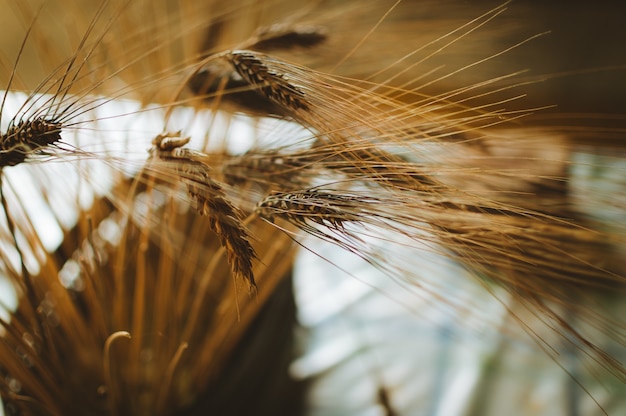 Free photo selective focus shot of wheat captured in madeira, portugal