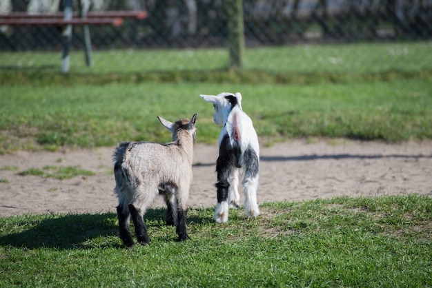 Selective focus shot of Whippet dogs walking in the middle of a park on a beautiful day