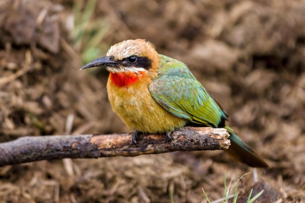 Free Photo selective focus shot of white-fronted bee-eater perched on tree branch