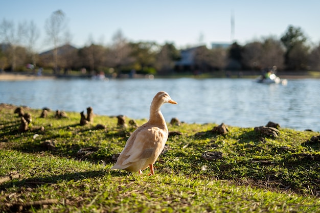 Free photo selective focus shot of white goose on the shore of mcgovern lake in texas