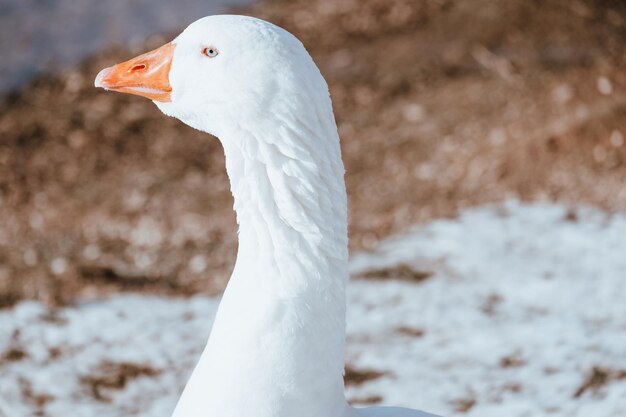 Selective focus shot of a white goose in a snowy field