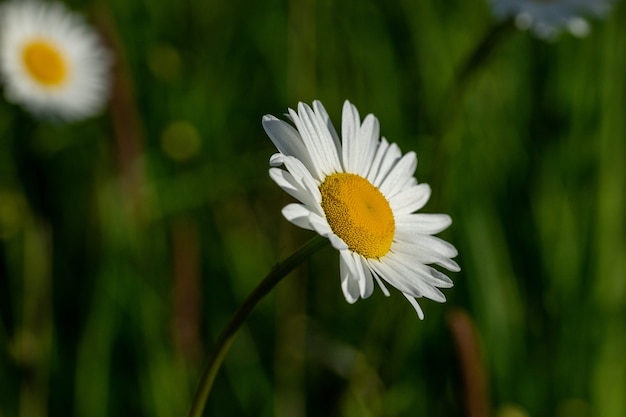 Selective focus shot of white marguerite flower