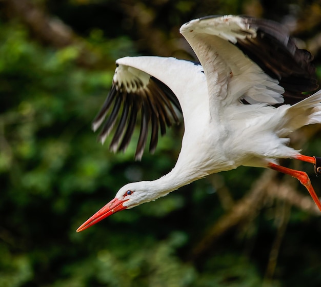 Free photo selective focus shot of white stork landing on the ground