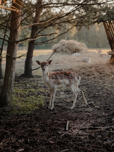 Selective focus shot of a white-tailed deer in a farmland