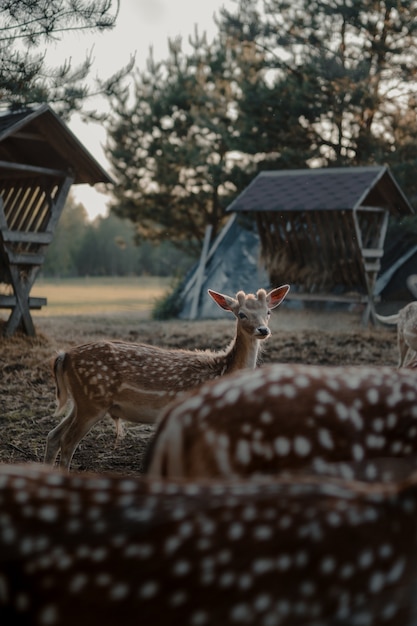 Selective focus shot of white-tailed deers in a farmland