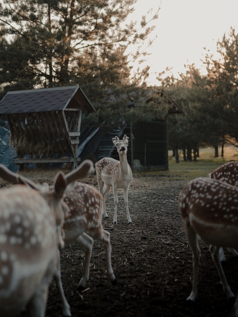 Selective focus shot of white-tailed deers in a farmland