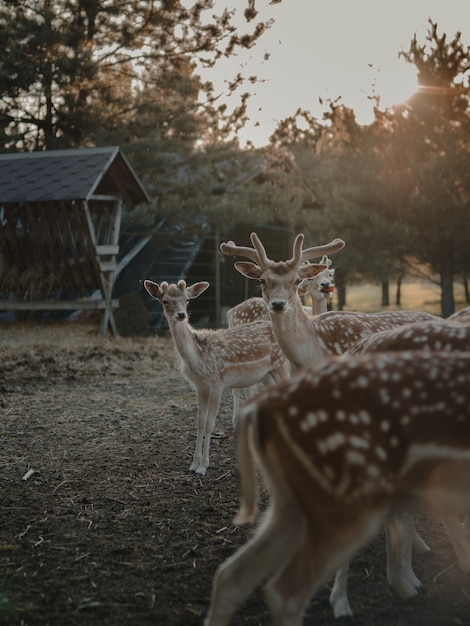 Selective focus shot of white-tailed deers in a farmland