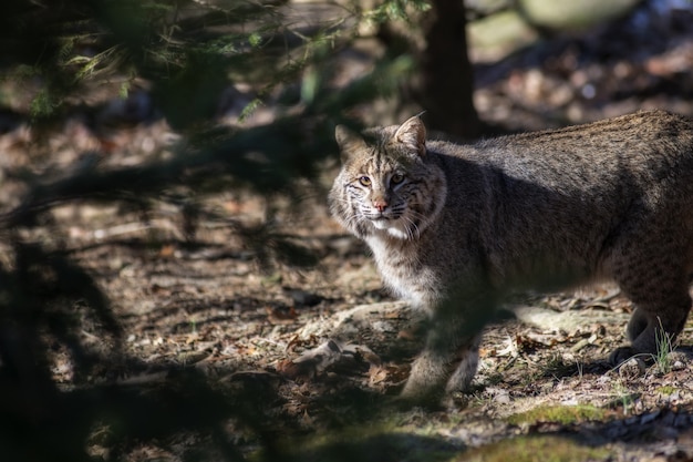 Free photo selective focus shot of a wild cat looking