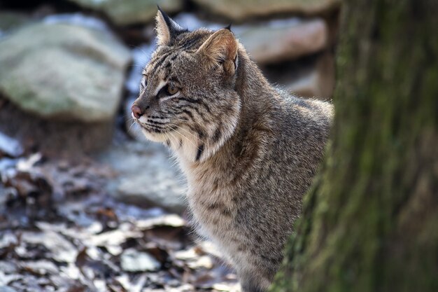 Selective focus shot of a wild cat sitting