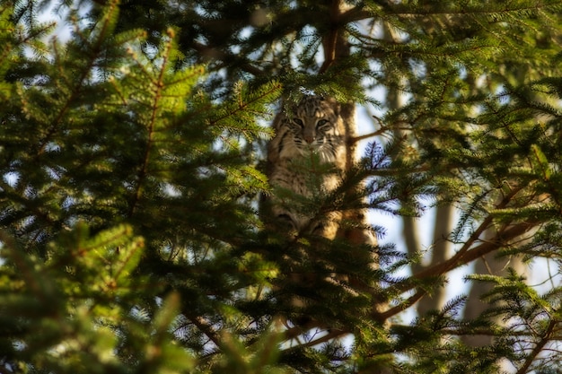 Selective focus shot of a wild cat on a tree branch