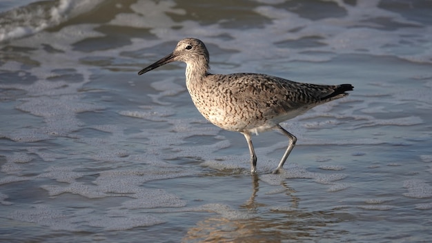 Selective focus shot of a willet standing in the water on a shore