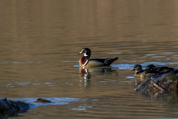 Free photo selective focus shot of a wood duck (aix sponsa) swimming in a small pond