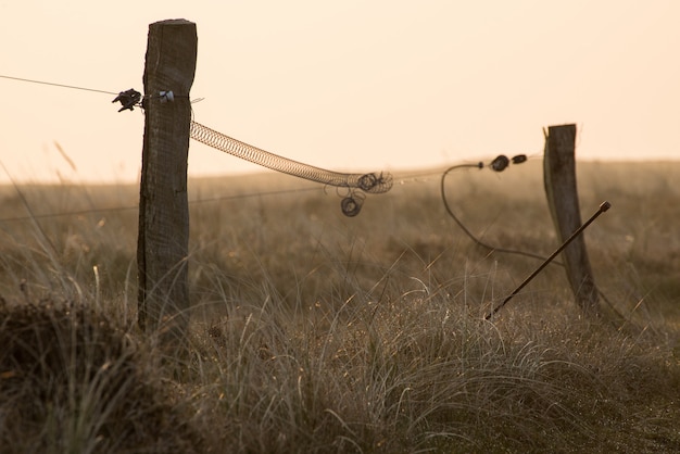 Free Photo selective focus shot of wood sticks standing in the middle of a field