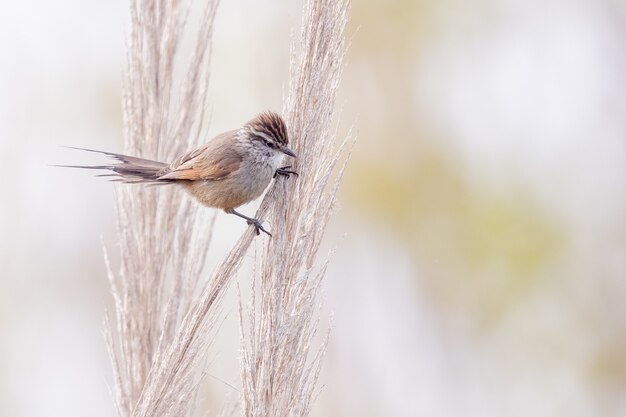 Selective focus shot of a wren perched on a plant